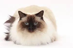 Ragdolls: Cat Ragdoll