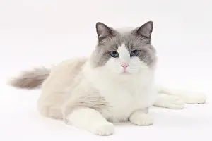 Ragdolls: Cat Ragdoll
