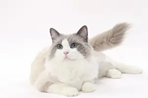 Ragdolls: Cat Ragdoll