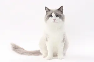 Ragdolls: Cat Ragdoll