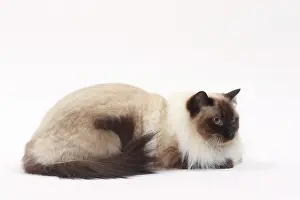 Ragdolls: Cat Ragdoll