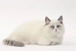 Ragdolls: Cat Ragdoll