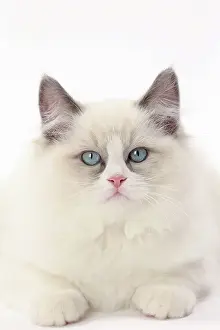 Ragdolls: Cat Ragdoll