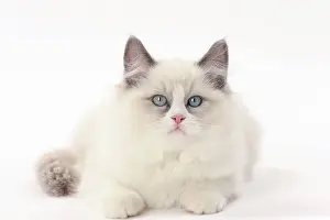 Ragdolls: Cat Ragdoll