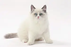 Ragdolls: Cat Ragdoll