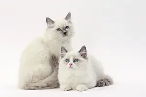 Ragdolls: Cat Ragdoll