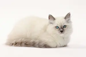 Ragdolls: Cat Ragdoll