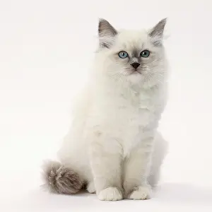 Ragdoll: Cat Ragdoll