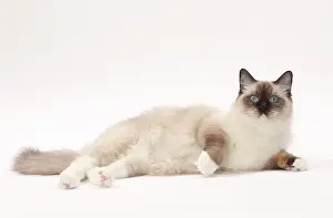 Ragdoll: Cat Ragdoll