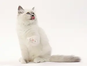 Lifting: Cat Ragdoll