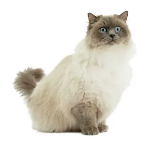 Ragdoll: Cat - Ragdoll