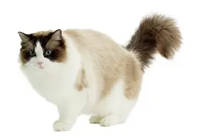 Ragdoll: Cat - Ragdoll