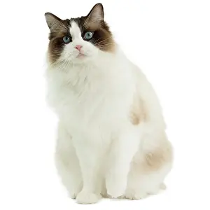 Ragdoll: Cat - Ragdoll