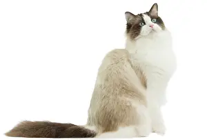Ragdoll: Cat - Ragdoll