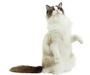 Ragdoll: Cat - Ragdoll