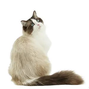 Ragdoll: Cat - Ragdoll