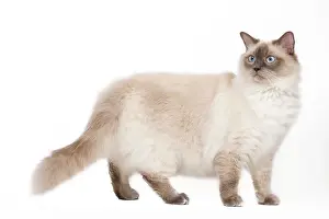 Colourpoint: Cat - Ragdoll - Blue colourpoint