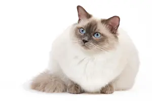 Colourpoint: Cat - Ragdoll - Blue colourpoint