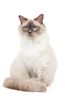 Colourpoint: Cat - Ragdoll - Blue colourpoint in studio