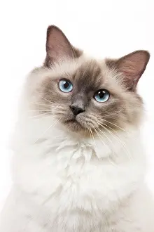 Colourpoint: Cat - Ragdoll - Blue colourpoint in studio