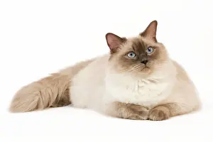 Colourpoint: Cat - Ragdoll - Blue colourpoint in studio