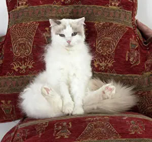Chilled: Cat Ragdoll cat sitting