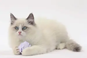 Ragdolls: Cat Ragdoll with paper