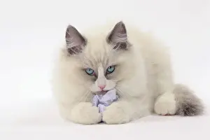 Ragdolls: Cat Ragdoll with paper