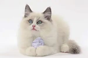 Ragdolls: Cat Ragdoll with paper