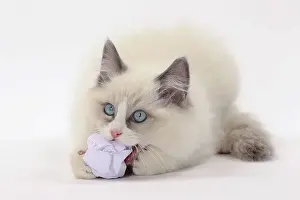 Ragdolls: Cat Ragdoll with paper