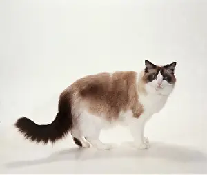 Bicolour: CAT Ragdoll - seal bicolour, standing side view