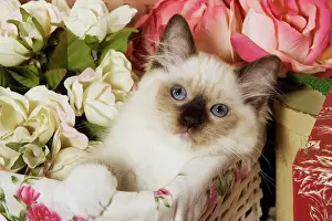 Basket: Cat - Ragdoll Seal Kitten in basket amongst flowers