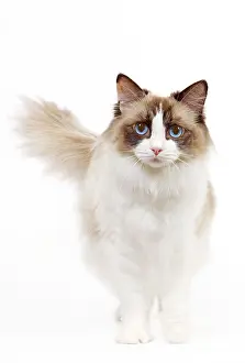 Tortoiseshells: Cat - Ragdoll - Seal tortie point and white in studio