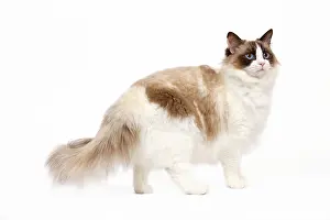 Tortoiseshells: Cat - Ragdoll - Seal tortie point and white in studio