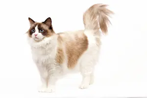 Tortoiseshells: Cat - Ragdoll - Seal tortie point and white in studio