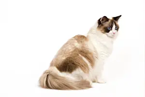 Tortie: Cat - Ragdoll - Seal tortie point and white in studio