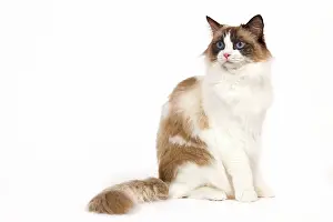 Tortie: Cat - Ragdoll - Seal tortie point and white in studio