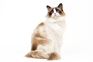 Tortie: Cat - Ragdoll - Seal tortie point and white in studio