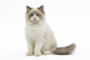 Jean-michel Labat: Cat - Ragdoll in studio