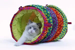 Tunnels: Cat - Ragdoll in studio in play tunnel