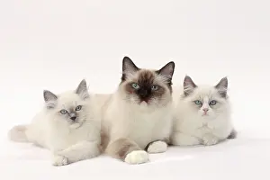 Ragdolls: Cat Ragdolls