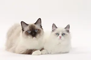 Ragdolls: Cat Ragdolls