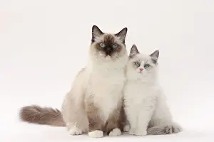 Ragdolls: Cat Ragdolls