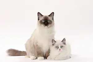 Ragdolls: Cat Ragdolls