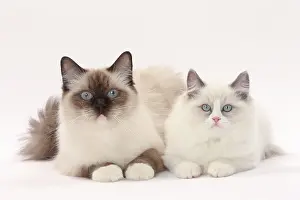 Ragdolls: Cat Ragdolls