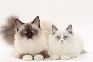 Ragdolls: Cat Ragdolls
