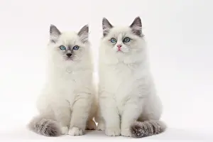 Ragdolls: Cat Ragdolls