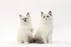 Ragdolls: Cat Ragdolls