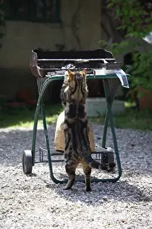 Daily: Cat raised on a barbecue in a garden