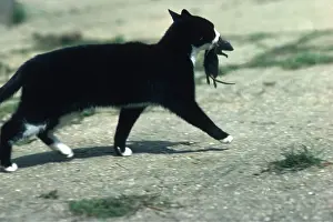 Kill: CAT - with rat in mouth